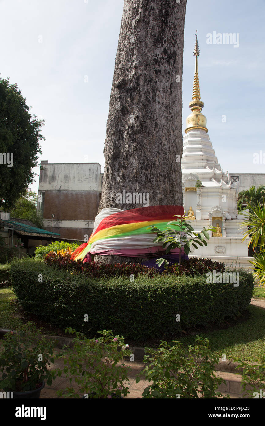 The sacred tree of Atsuta-jingu Shrine, in Thailand Stock Photo