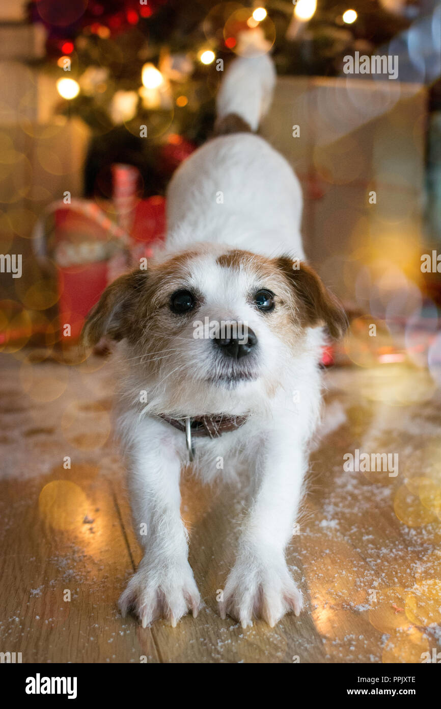 JACK RUSSELL DOG ESTRETCHING IN THE LIVINGROOM WITH GIFTS AND CHRISTMAS LIGHTS TREE LIKE BACKGROUND. Stock Photo