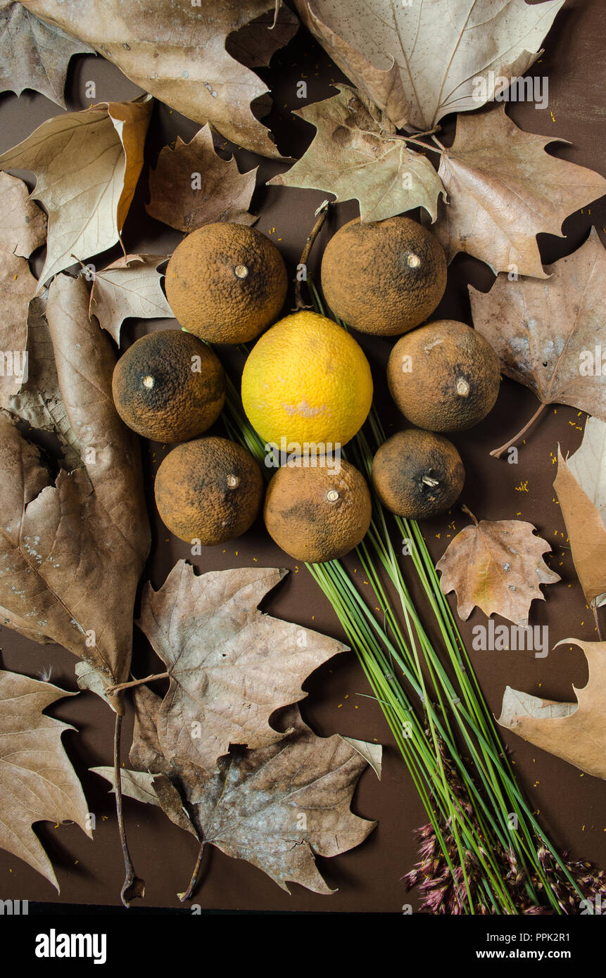 Dry lemons in the shape of a flower, on a isolated brown background and decorated with dry autumn leaves. ideal for decorations with fall theme. Stock Photo
