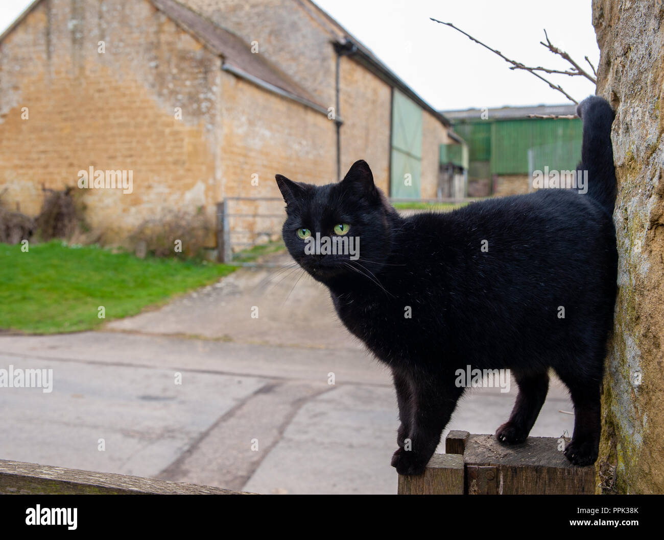 Black cat standing on step leaning against a stone wall with old farm ...