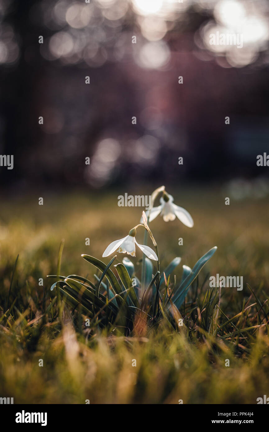 single snowdrop in the springtime with pinkish bokeh Stock Photo