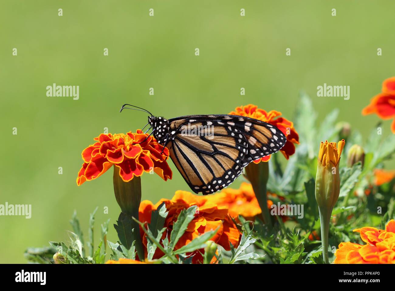 butterfly sitting on flower focused photography Stock Photo - Alamy