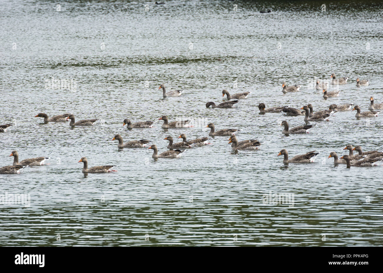 Flock Greylag geese on lake Milton park Cambridge Stock Photo