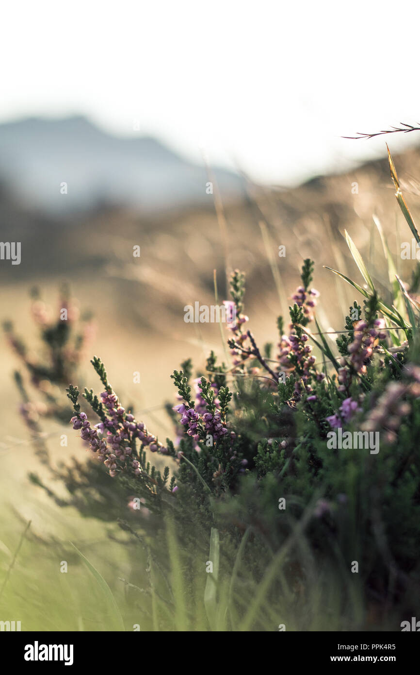 moorland heather with bright grass and a mountain in the background Stock Photo