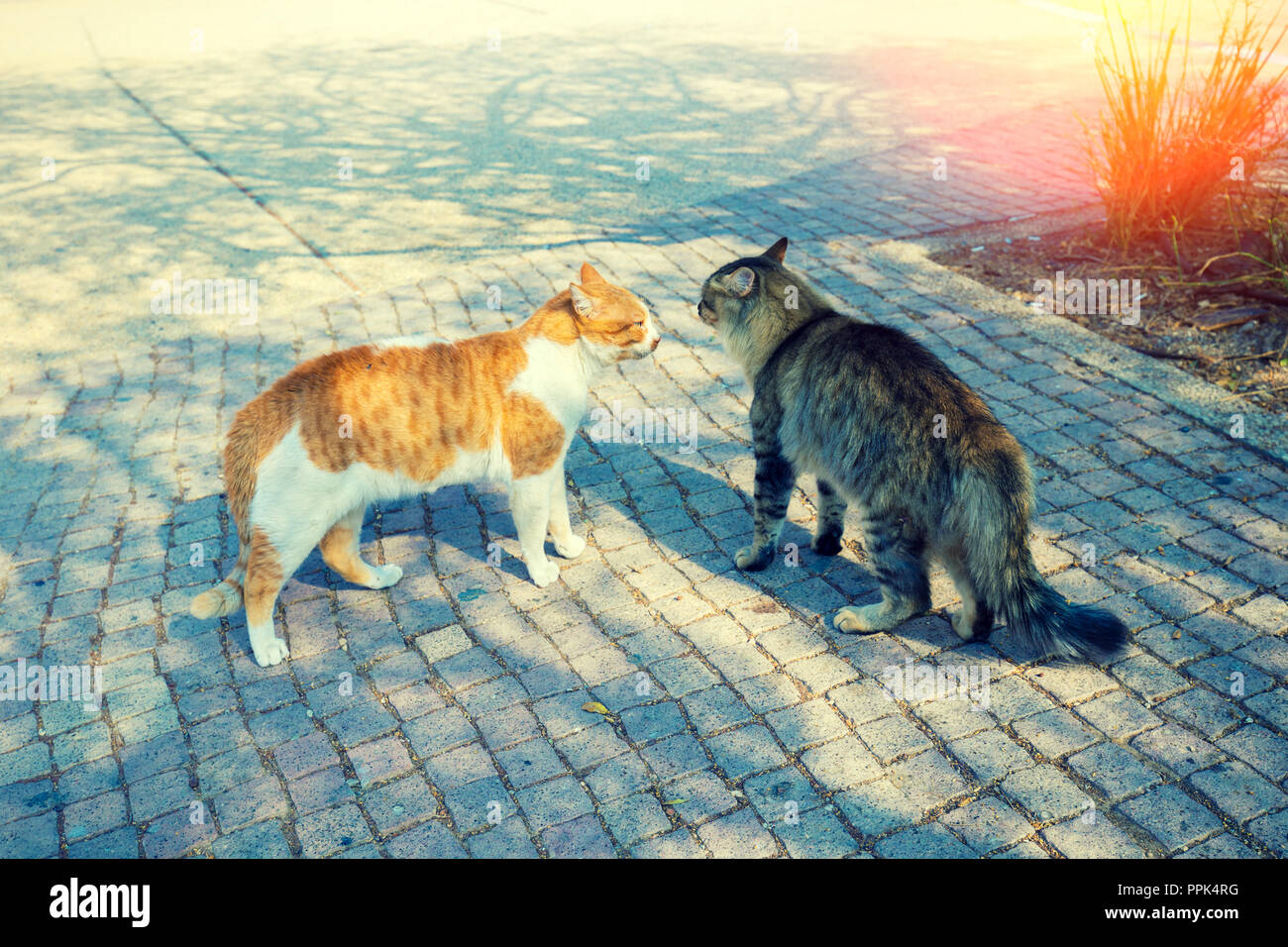 Angry cat hi-res stock photography and images - Alamy