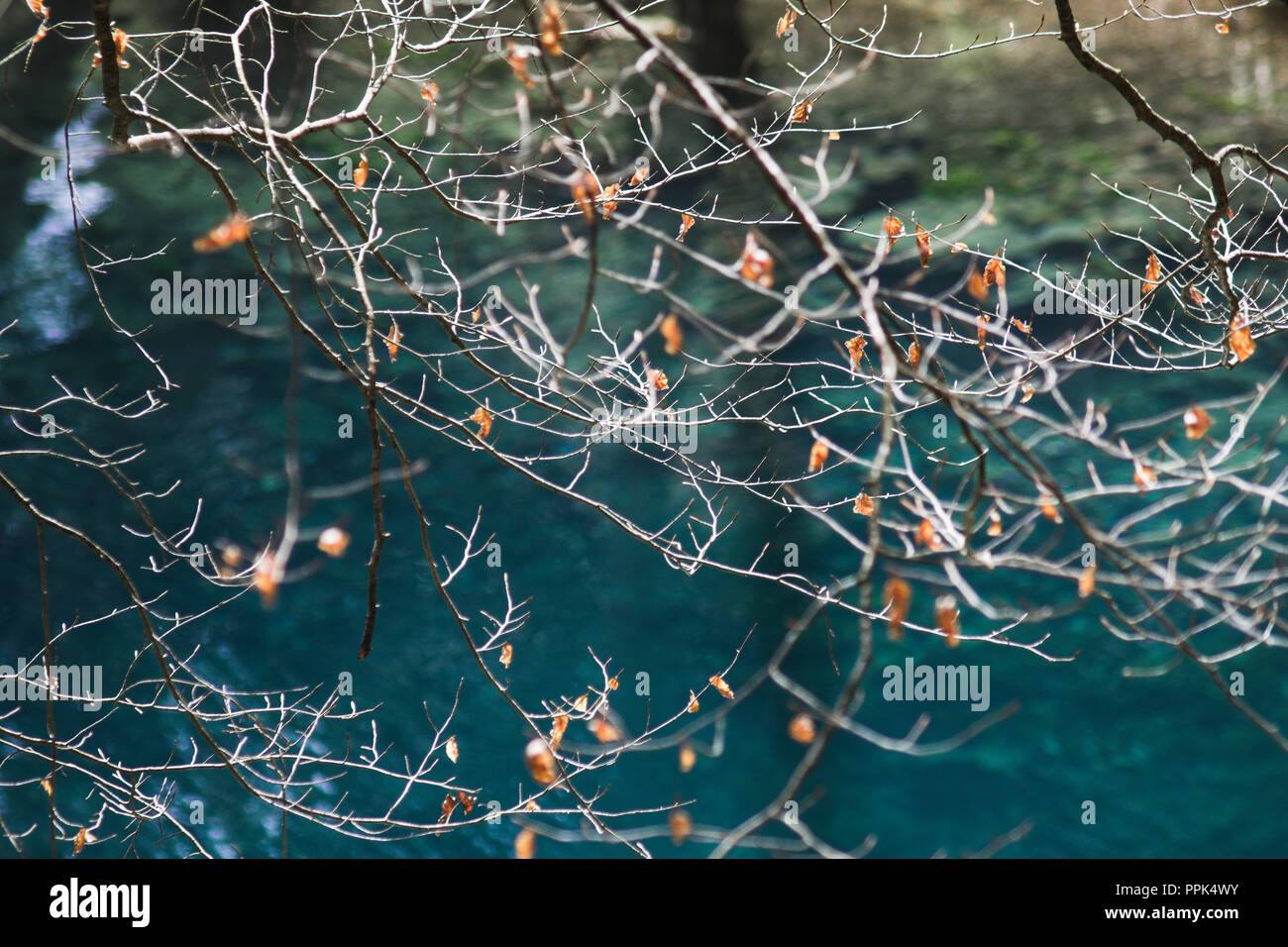 beech branches with blue water as background Stock Photo