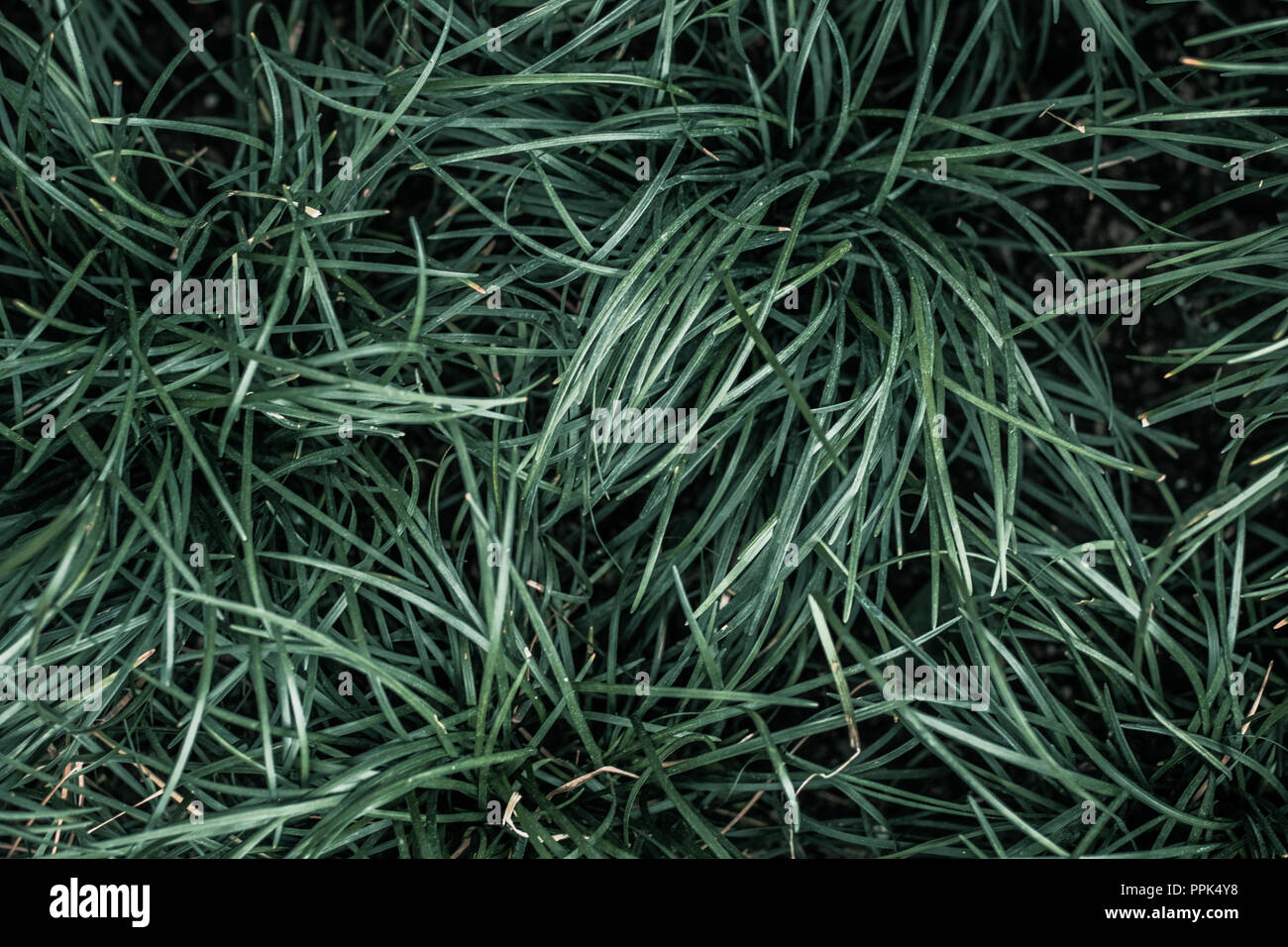 grass texture Stock Photo
