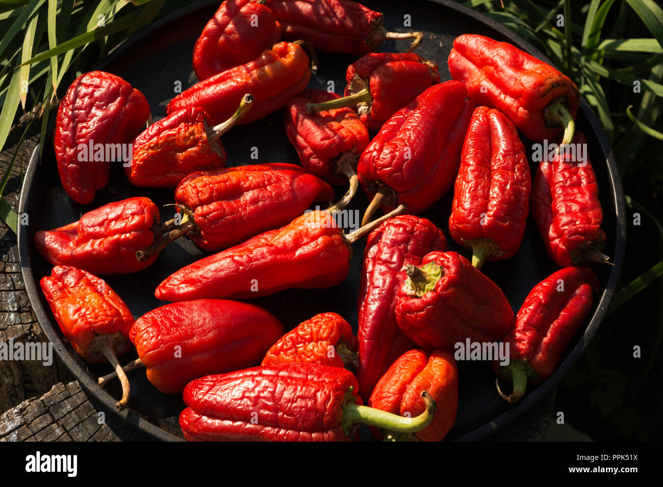 drying red bell peppers Stock Photo