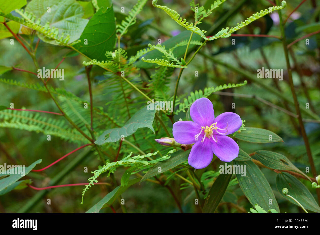 Tropical flowers and leaves hi-res stock photography and images - Alamy