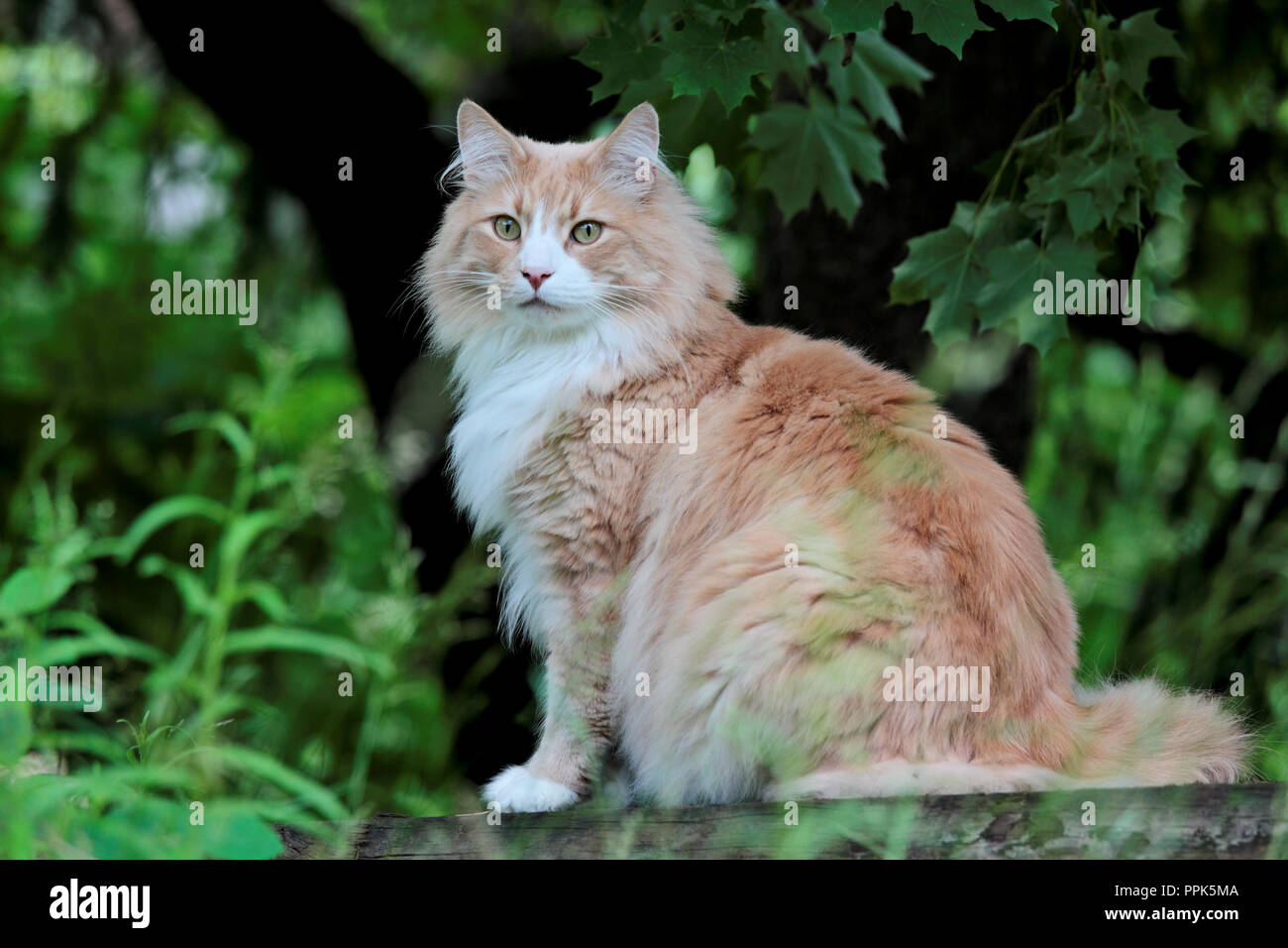 Norwegian forest cat male sitting under a tree Stock Photo Alamy