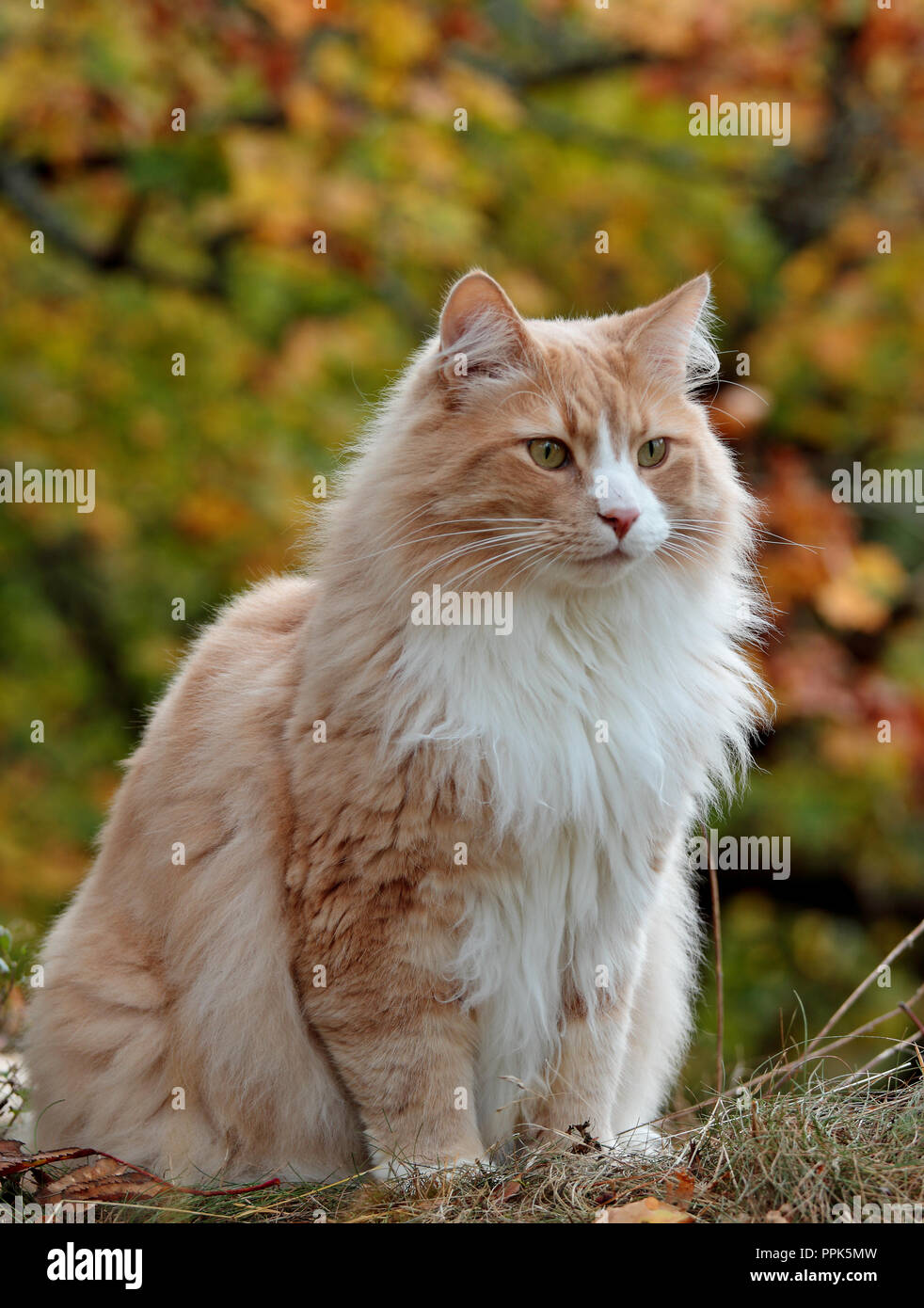 Norwegian forest cat male sitting outdoors in forest Stock Photo Alamy