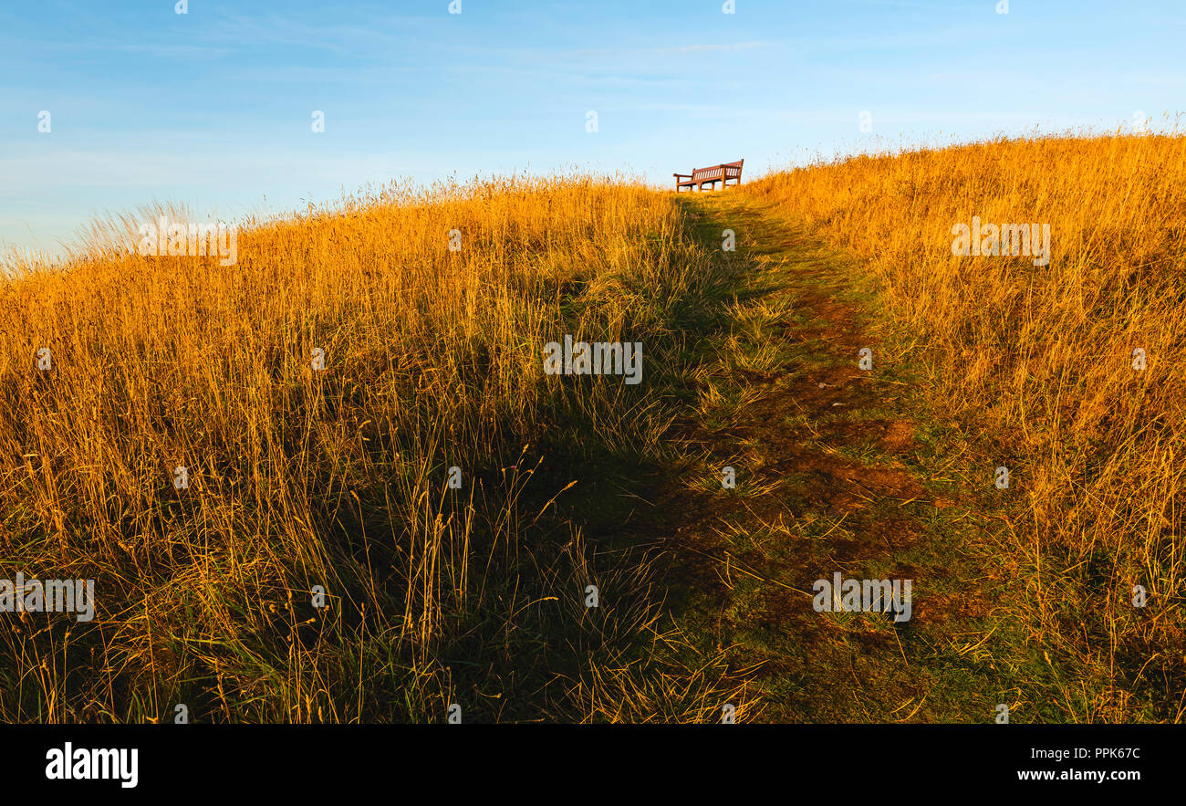 UK. Seat with a view flanked by tall grasses and cliff tops overlooking the North Sea in autumn, Flamborough, Yorkshire, UK. Stock Photo