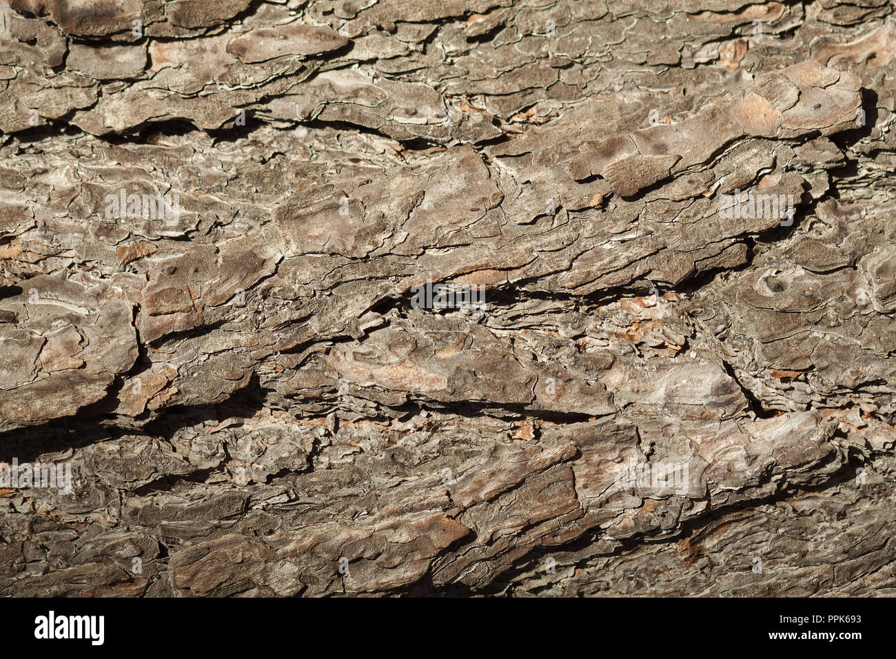 Texture of pine bark close-up. Natural wallpaper Stock Photo - Alamy