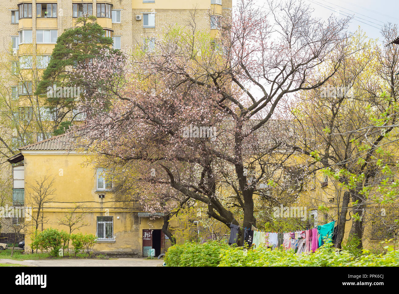 Apricot blossoms in the yard of the old house Stock Photo Alamy