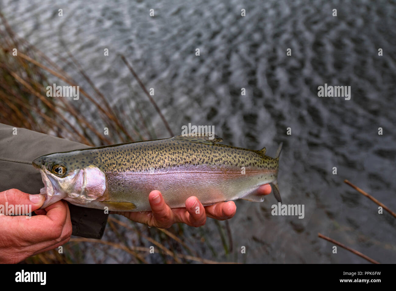 Fly fishing in Zimbabwe's Eastern Highlands Stock Photo Alamy