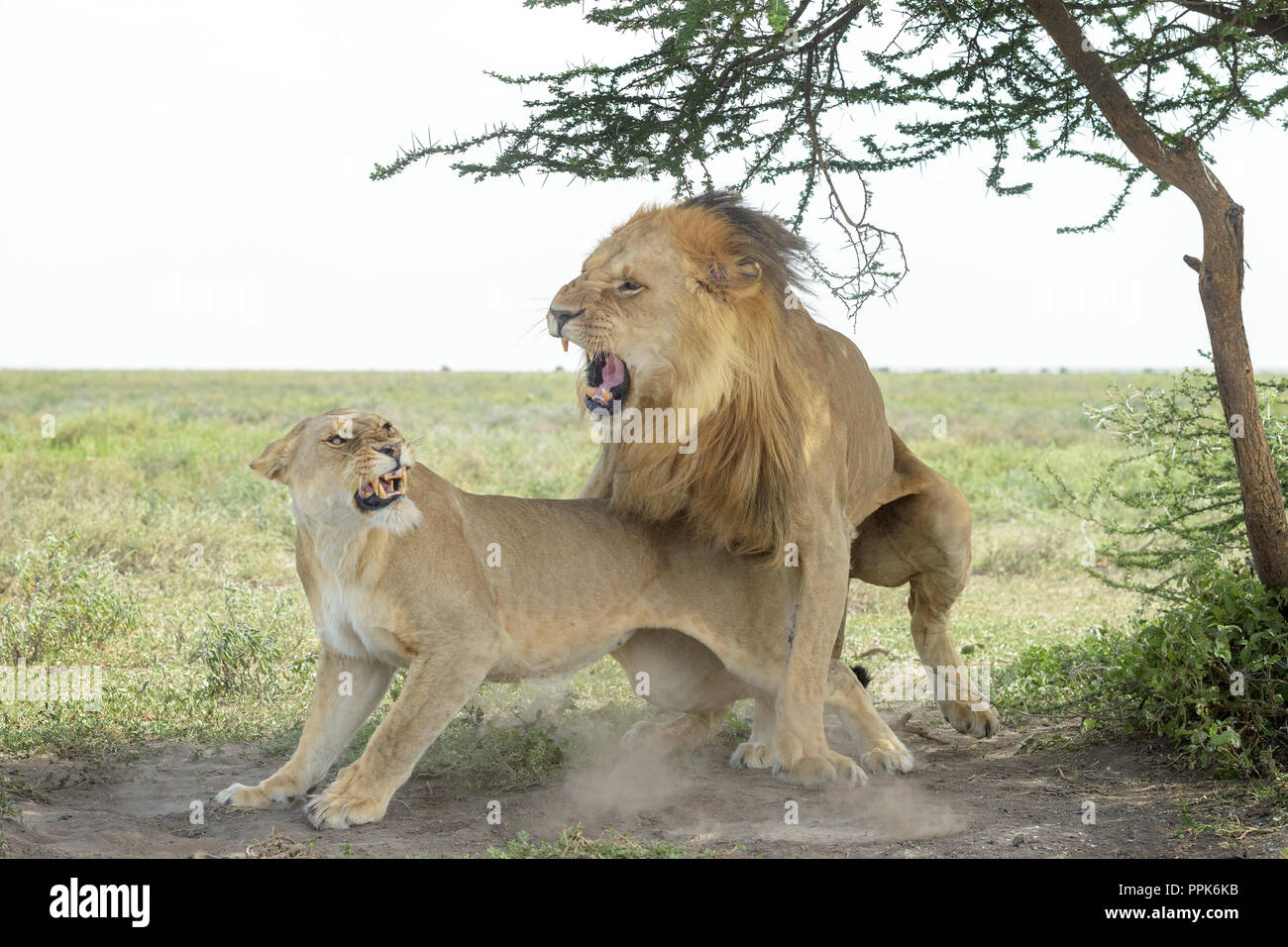 Lion reproduction animal hi-res stock photography and images - Alamy