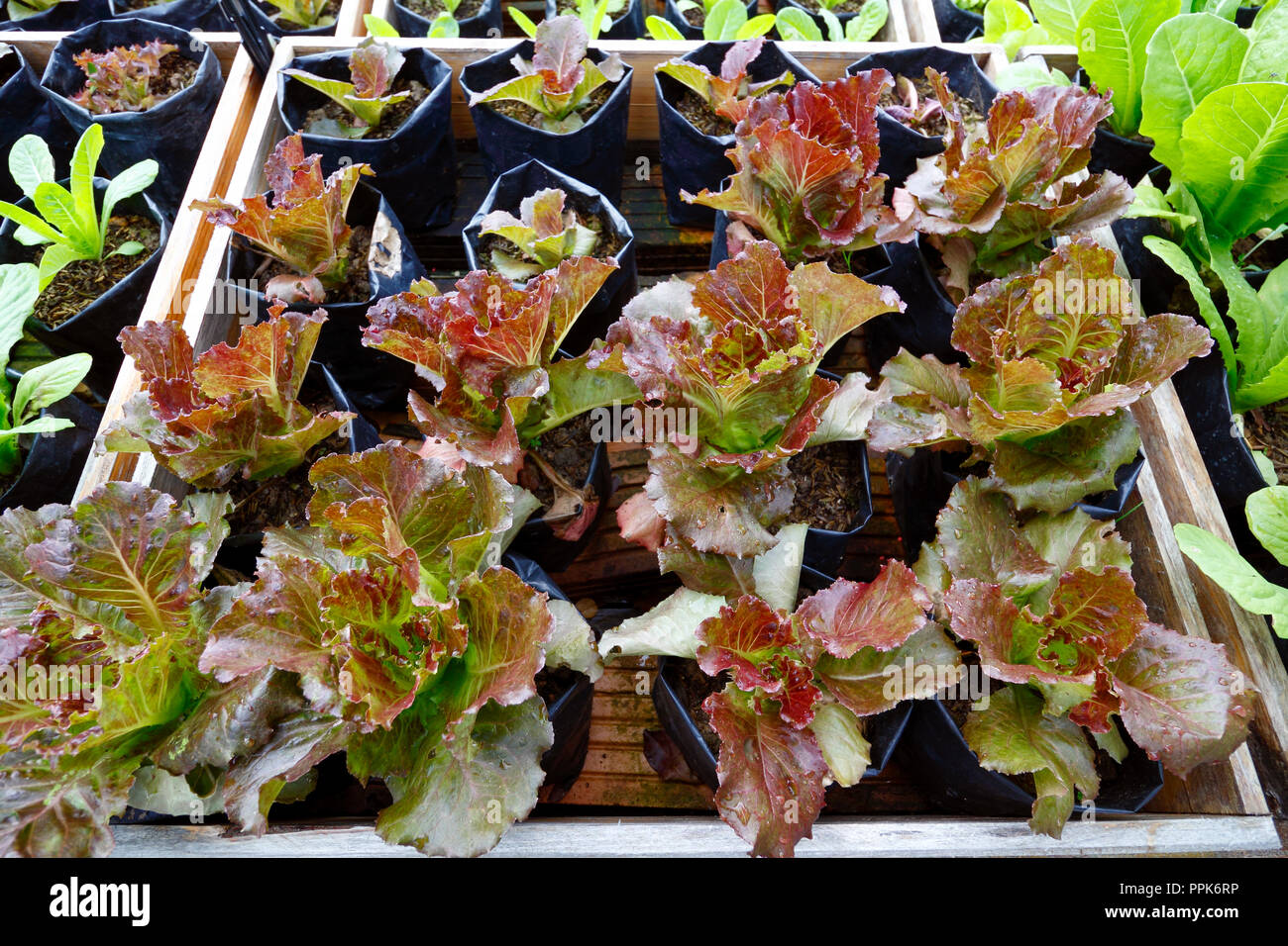 Organic vegetables glowing on raise kitchen garden bed Stock Photo
