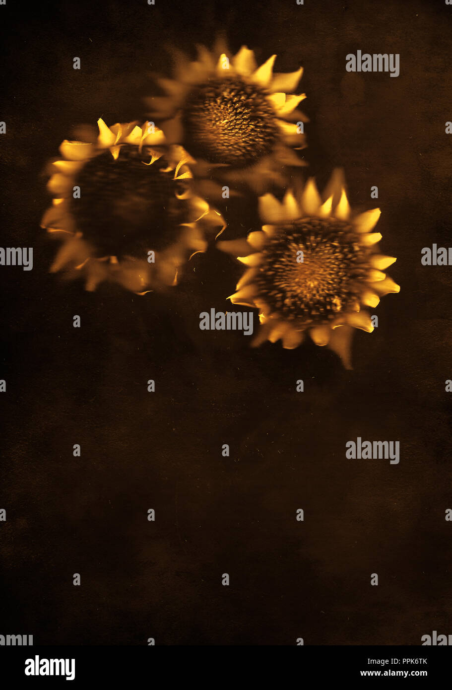 sunflowers , flowers, summer,floral,still life, composition, art, artistic Stock Photo