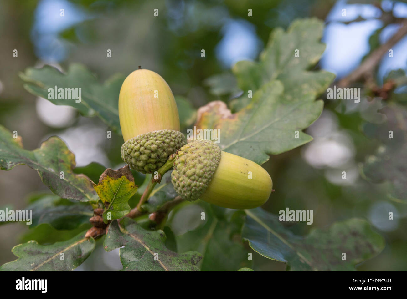 Autumn acorns on Oak tree. Contrary to belief, acorns may be used as