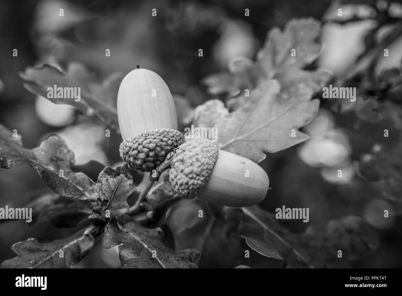 Autumn acorns on Oak tree. Contrary to belief, acorns may be used as human food once the excess tannin has been removed to make them safe to eat. Stock Photo