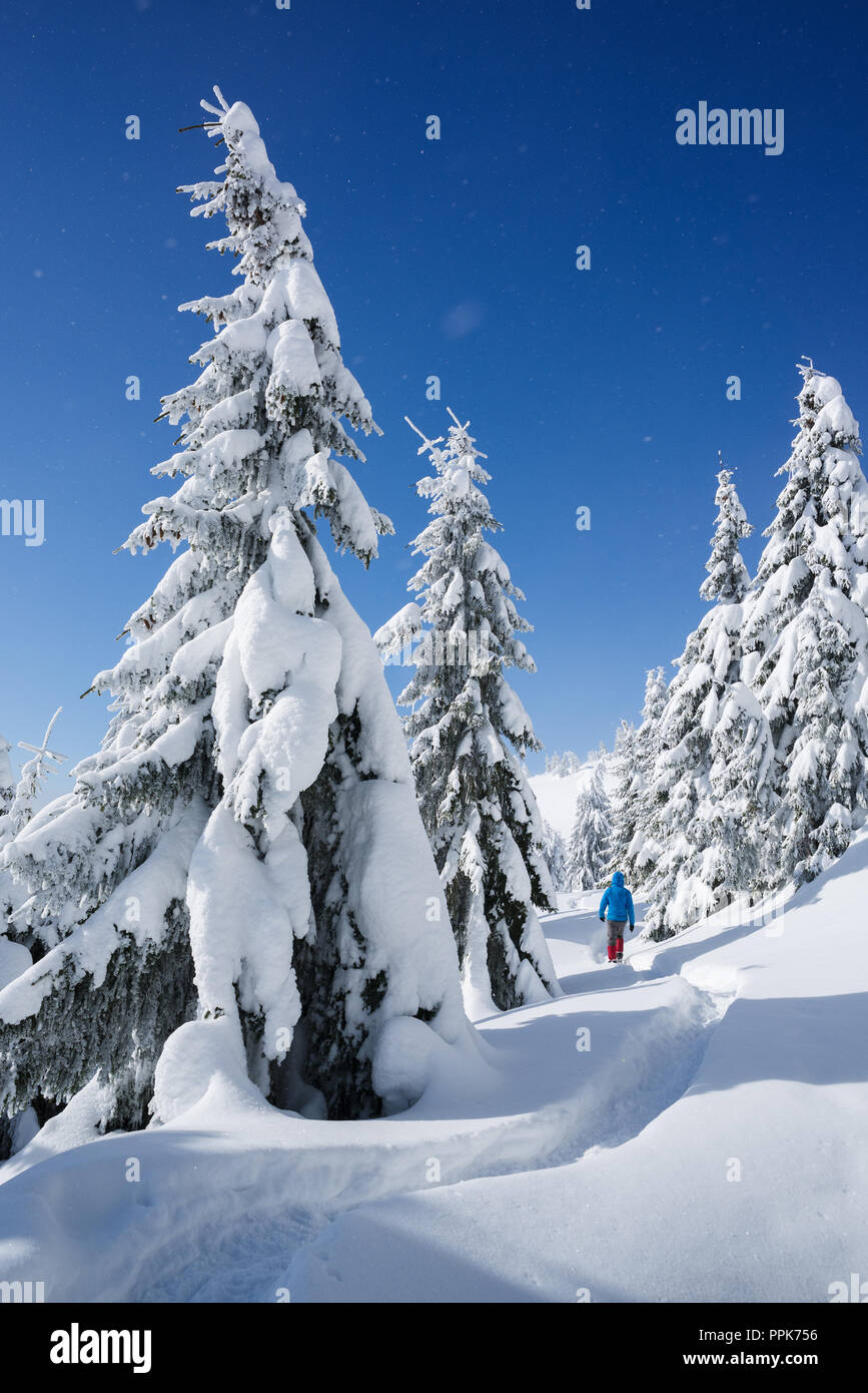 Hiking in the winter with snowshoes. Snowy Christmas landscape. Guy walking along a path in a mountain forest. Fir trees in the snow Stock Photo