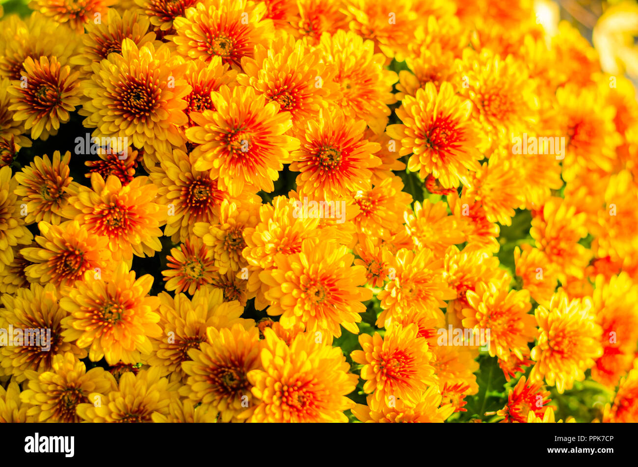 yellow chrysanthemum flower on the tomb during All Saints Day at the ...