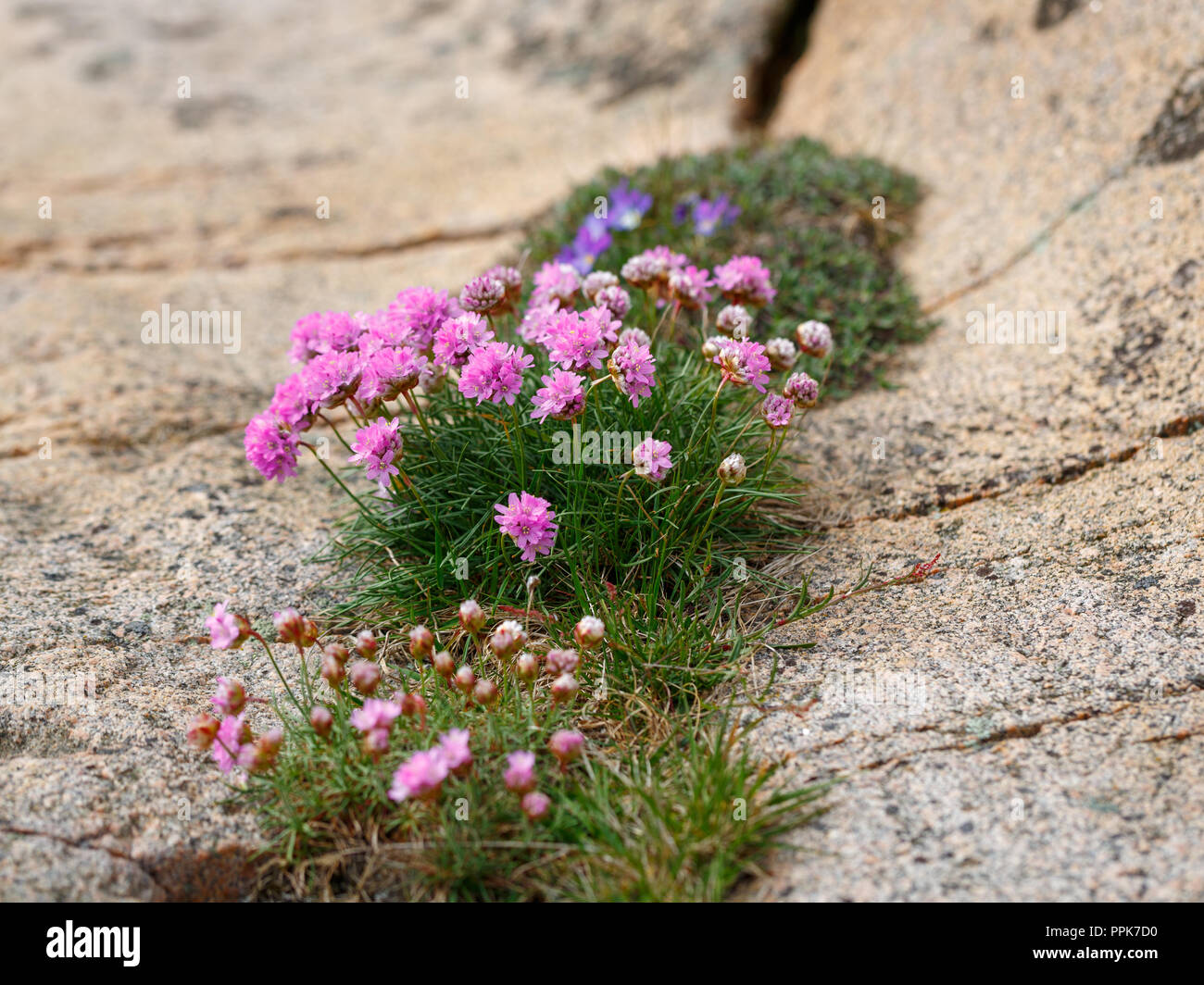 Pink flower (trift) on rock Stock Photo