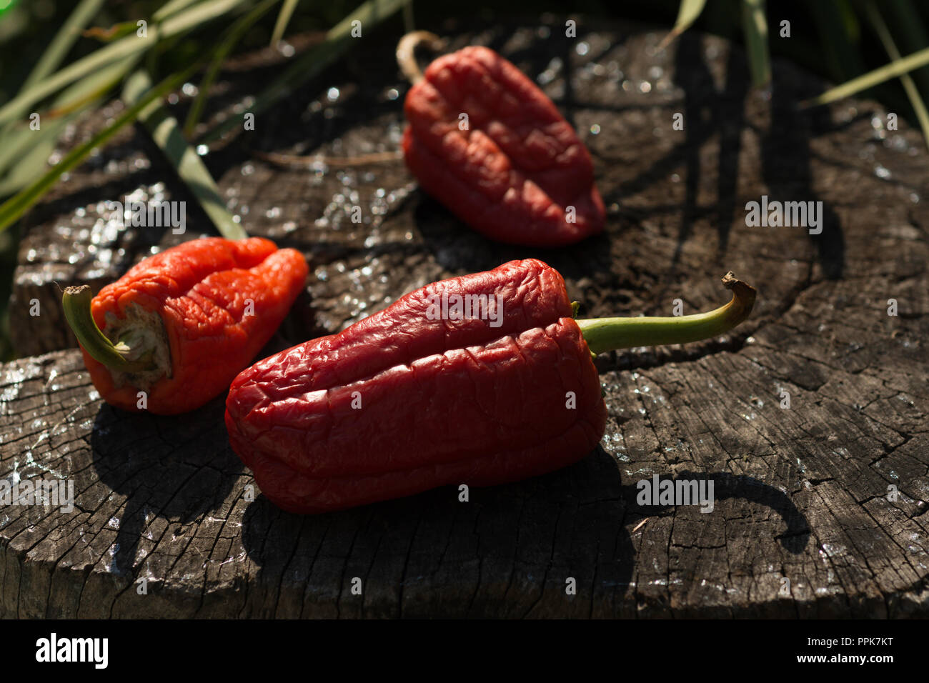 drying red bell peppers Stock Photo