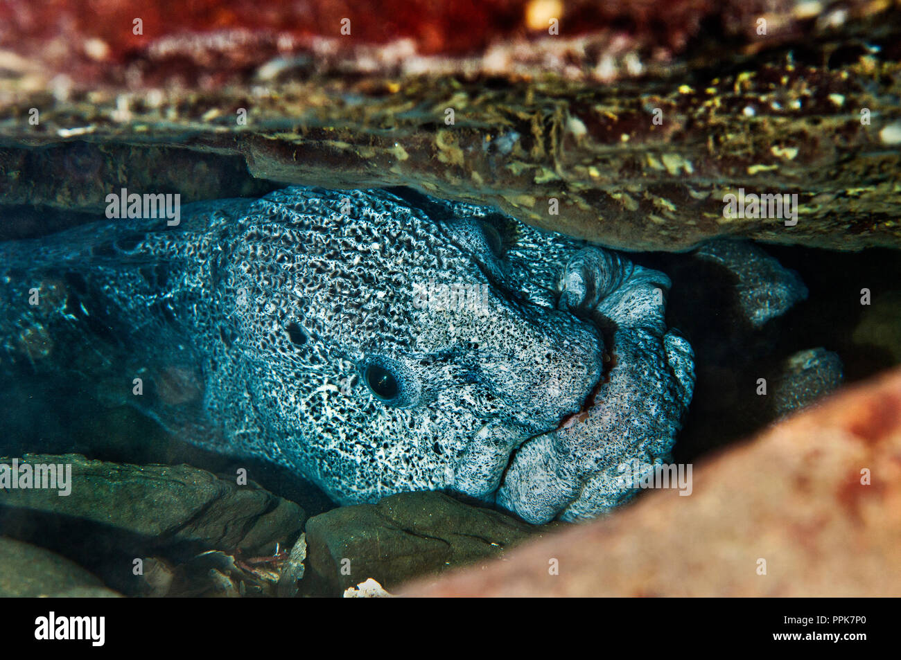 The wolf eel, Anarrhichthys ocellatus, is superficially eel-like fish that feeds on crustaceans, sea urchins, mussels, clams and some fishes, crushing Stock Photo