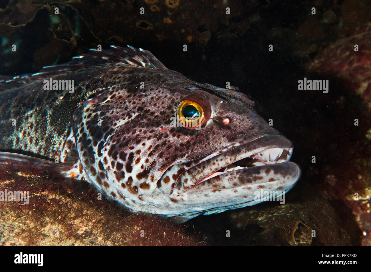 The lingcod, Ophiodon elongatus, is a fish of the greenling family Hexagrammidae.  It is endemic to the west coast of North America from Shumagin Isla Stock Photo