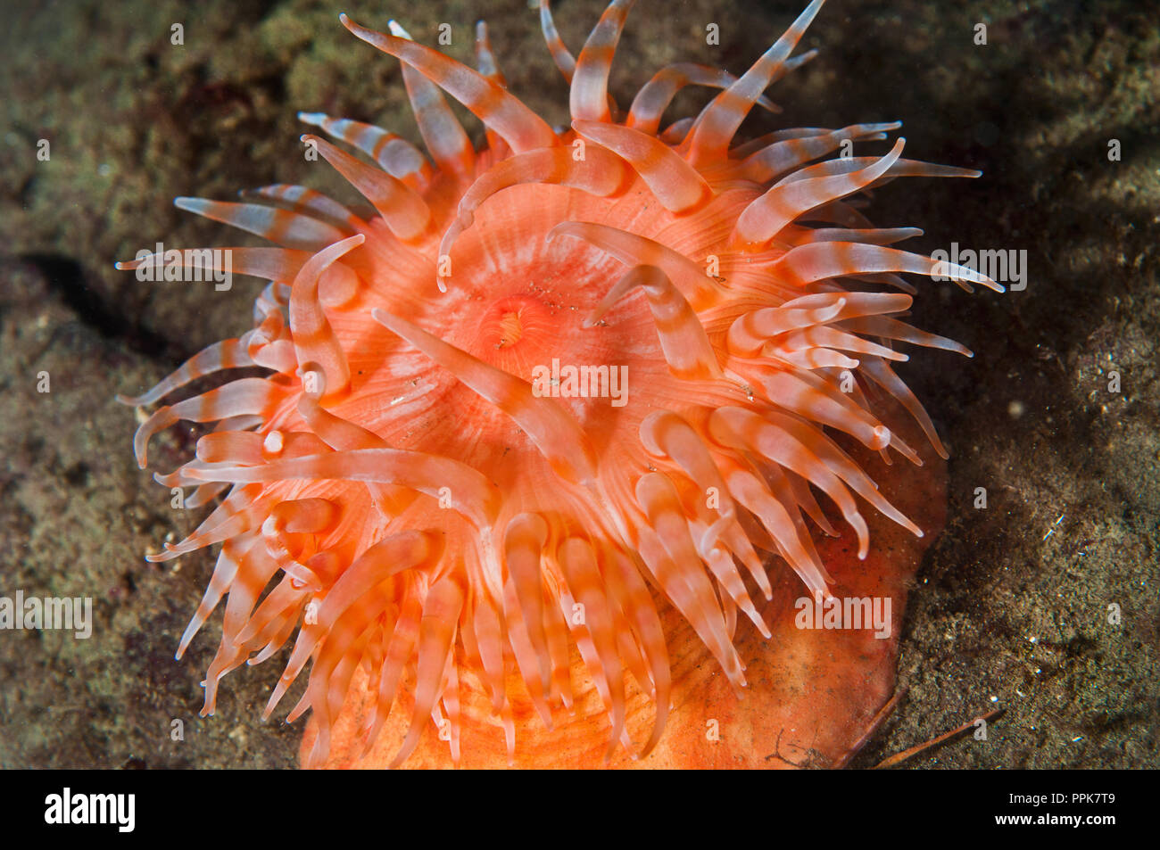 Stomphia didemon, aka Apple sea anemone, can be found at least in Alaska, British Columbia and Washington state. Stock Photo