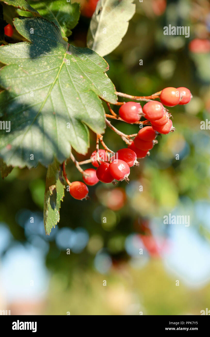 A Swedish Whitebeam tree with prolific red berries on a bright autumn day Stock Photo