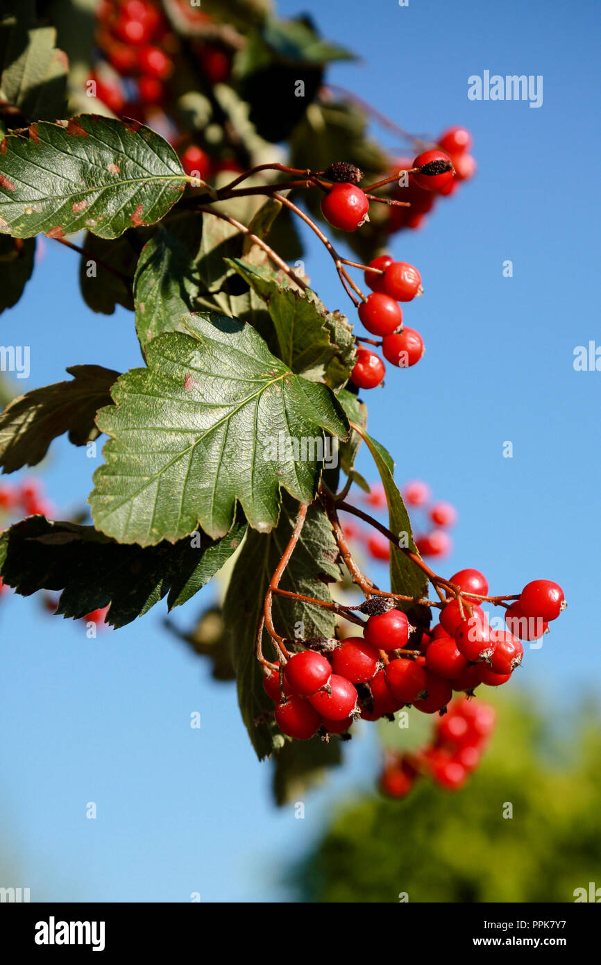 A Swedish Whitebeam tree with prolific red berries on a bright autumn day Stock Photo
