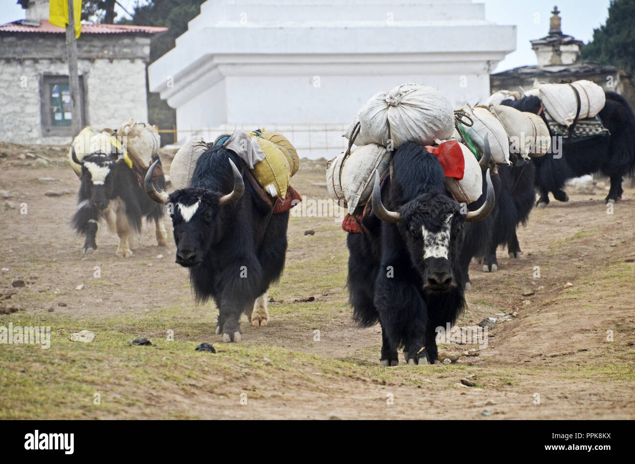A group of yaks carrying heavy loads walks near Tengboche Monastery