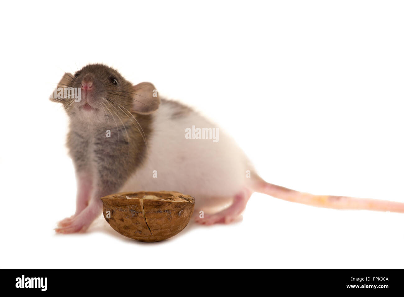 A small rat with nut isolated on white Stock Photo
