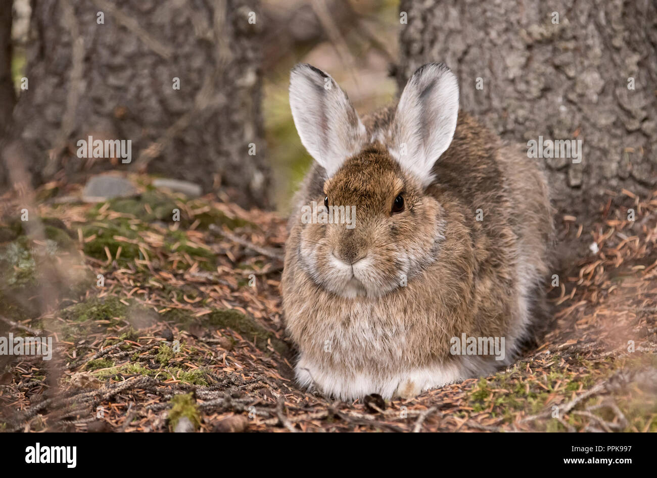 Sub taiga hires stock photography and images Alamy
