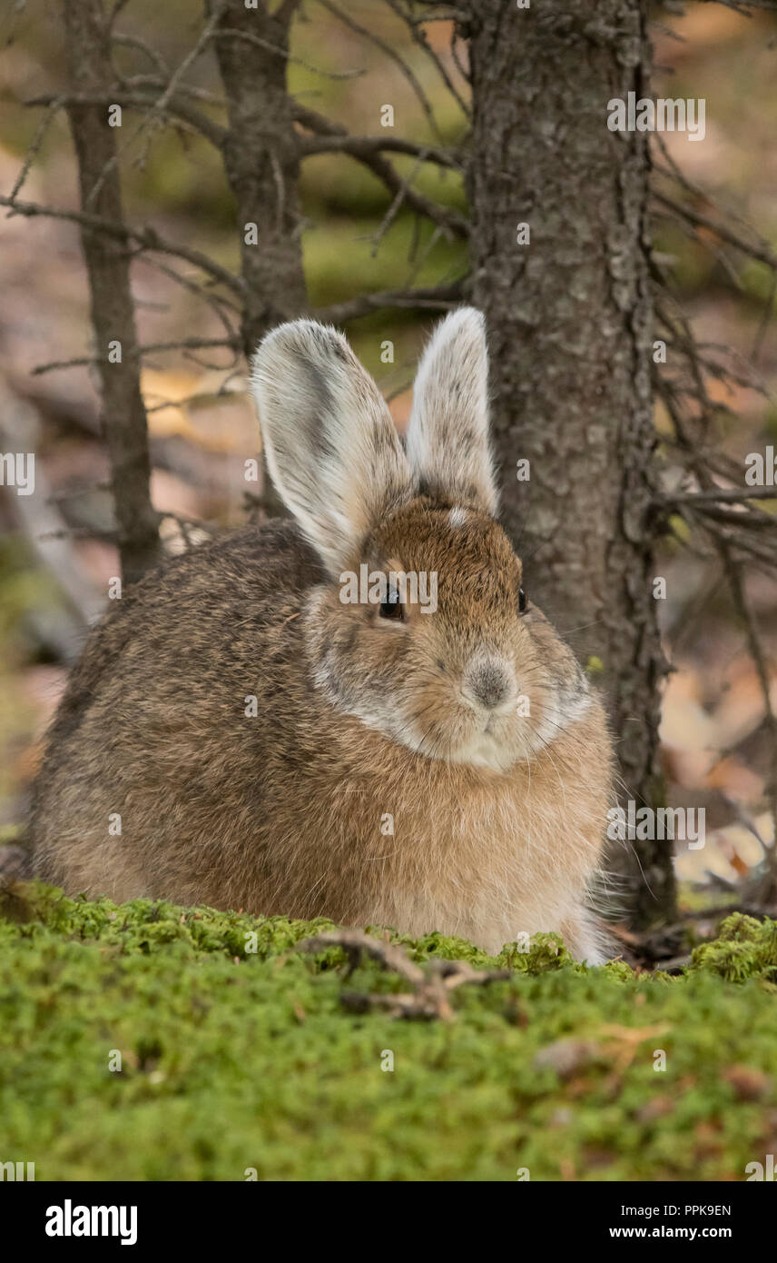 Sub taiga hires stock photography and images Alamy