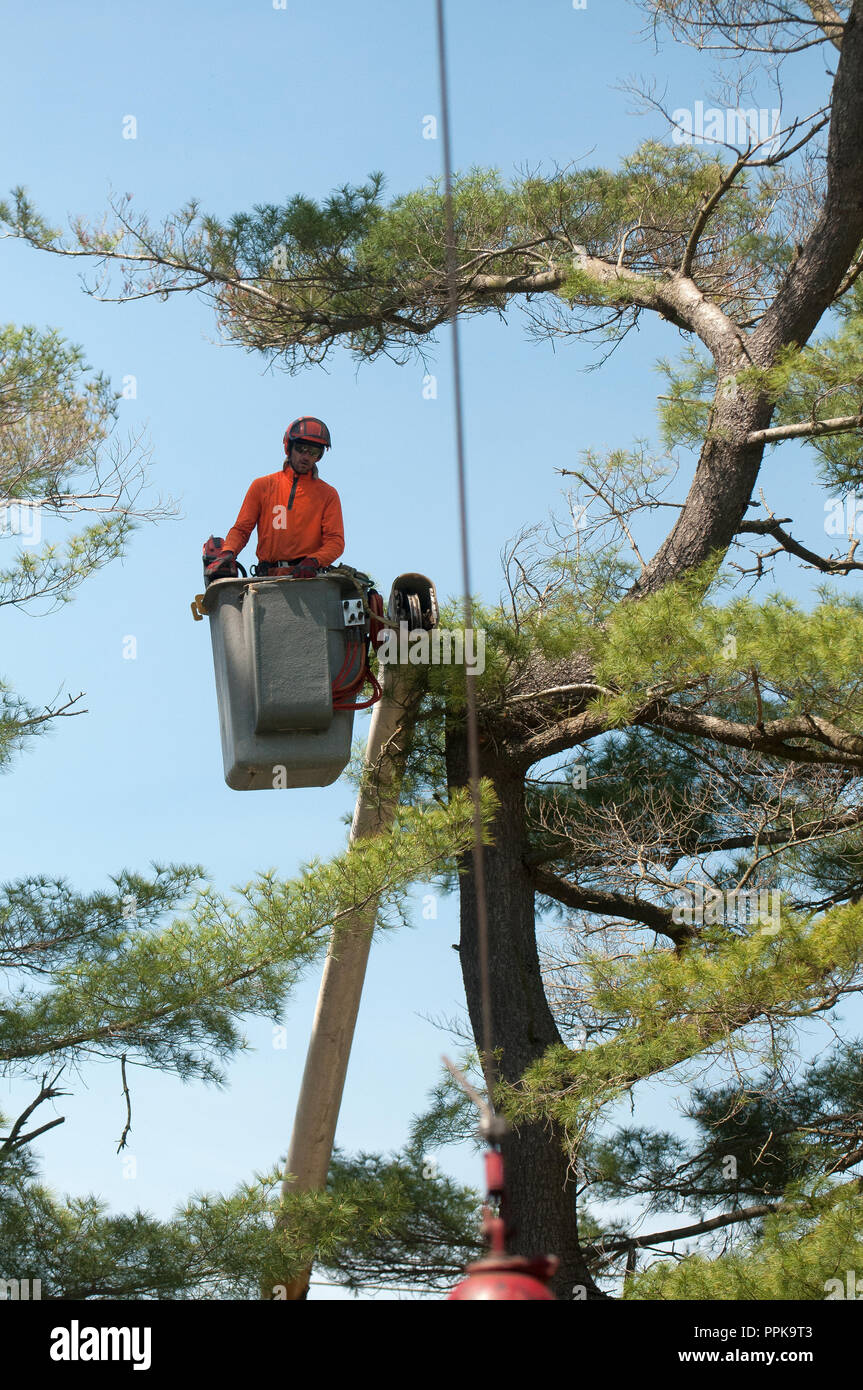 alamy stock photo cutting tree alamy stock photo cutting tree