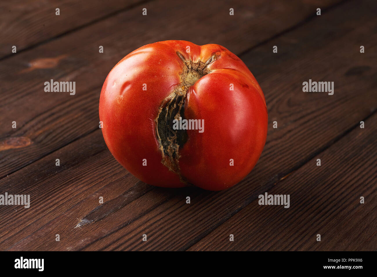 Spoiled, rotten red tomatoon a dark wooden background. Stock Photo