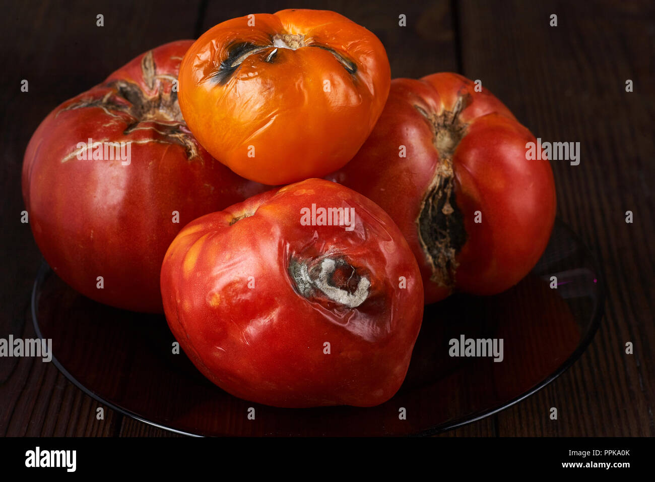 Spoiled, rotten three tomatoes on a dark wooden background. Stock Photo