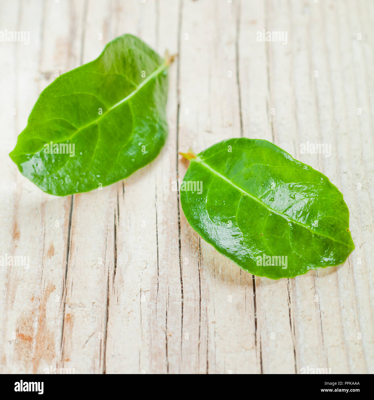 Two green wet leaves hi-res stock photography and images - Alamy