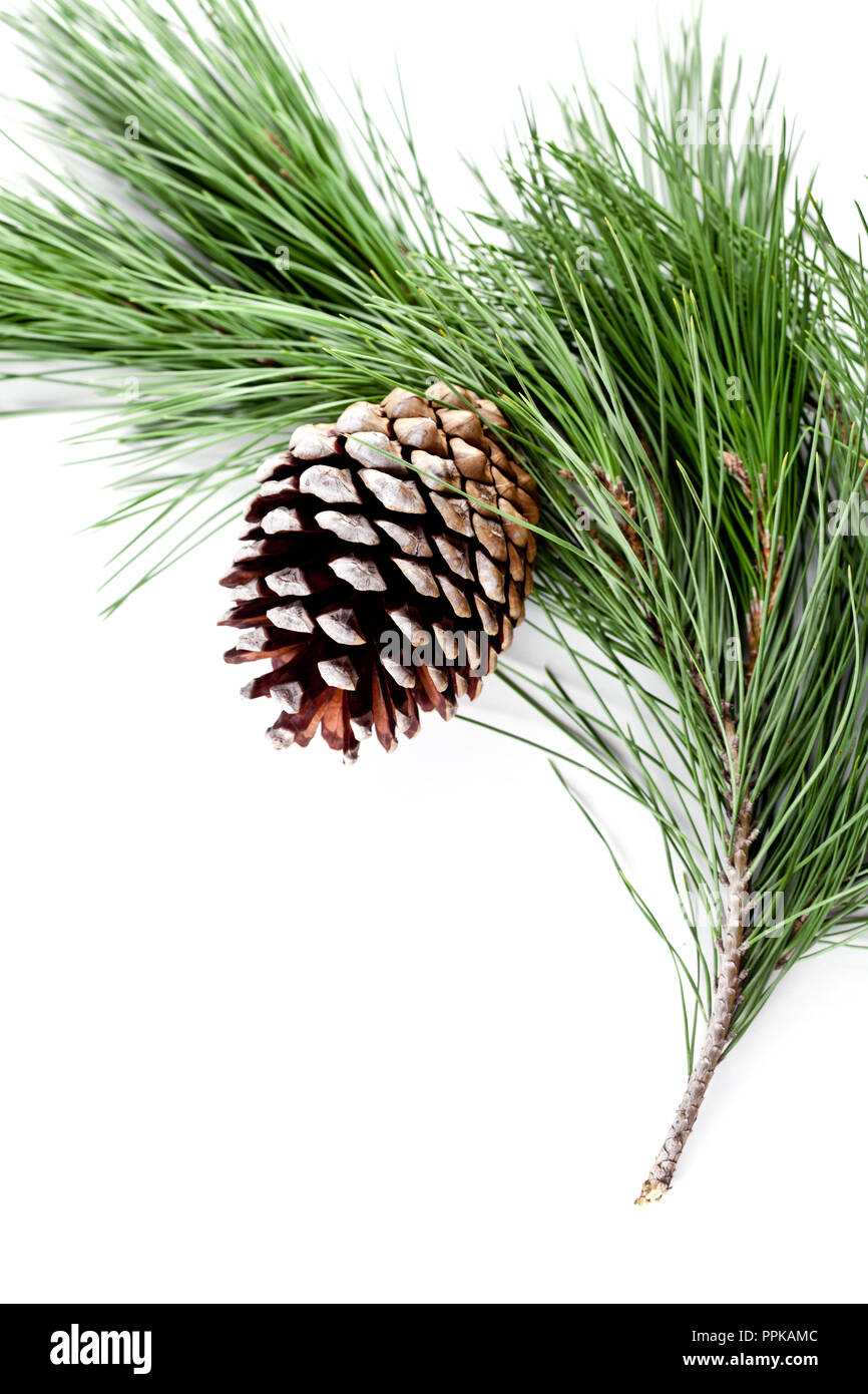fir tree branch with pinecone isolated on white background Stock Photo ...