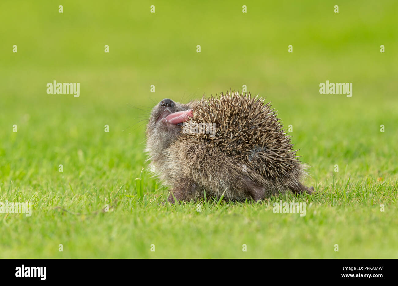 Hedgehog, young, wild, European hedgehog indulging in the strange behaviour of self-annointing. Scientific name: Erinanaceus europaeus. Horizontal Stock Photo