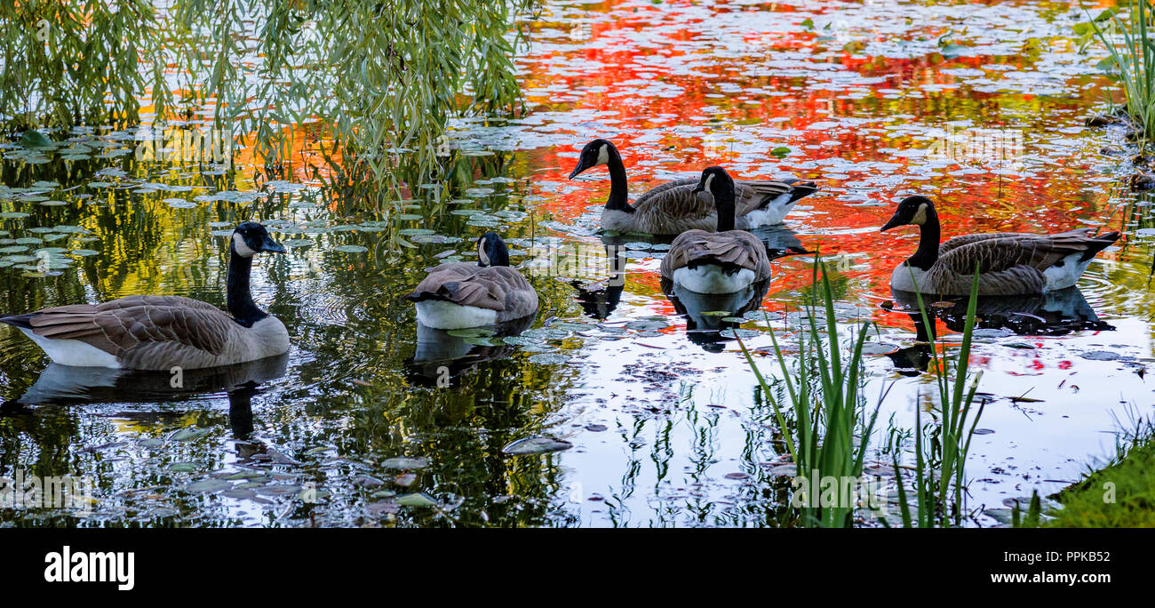 Canada Geese in pond with Fall colour Stock Photo