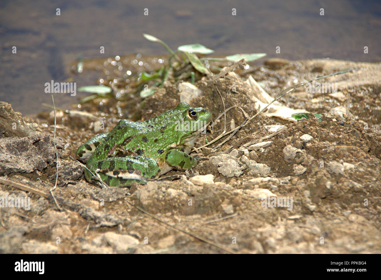 Frog with green colour skin with black dots, on sun lights lying the ground, he looks on the cold water, see prepare for jump Stock Photo