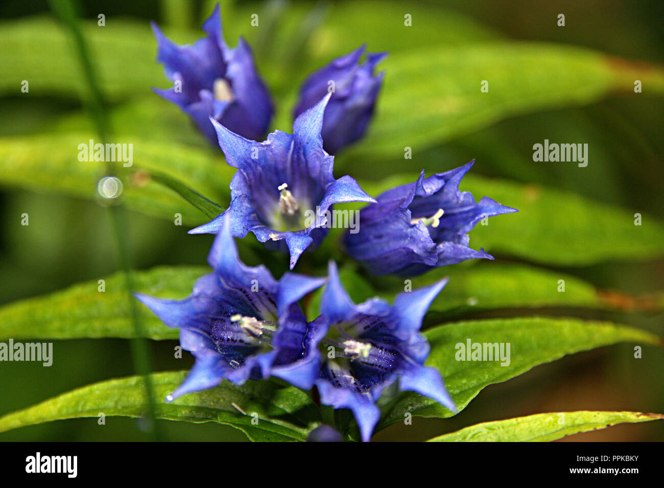 Macro focused wild flowers with green leaf and blurred background, beautiful petals colored with blue Stock Photo