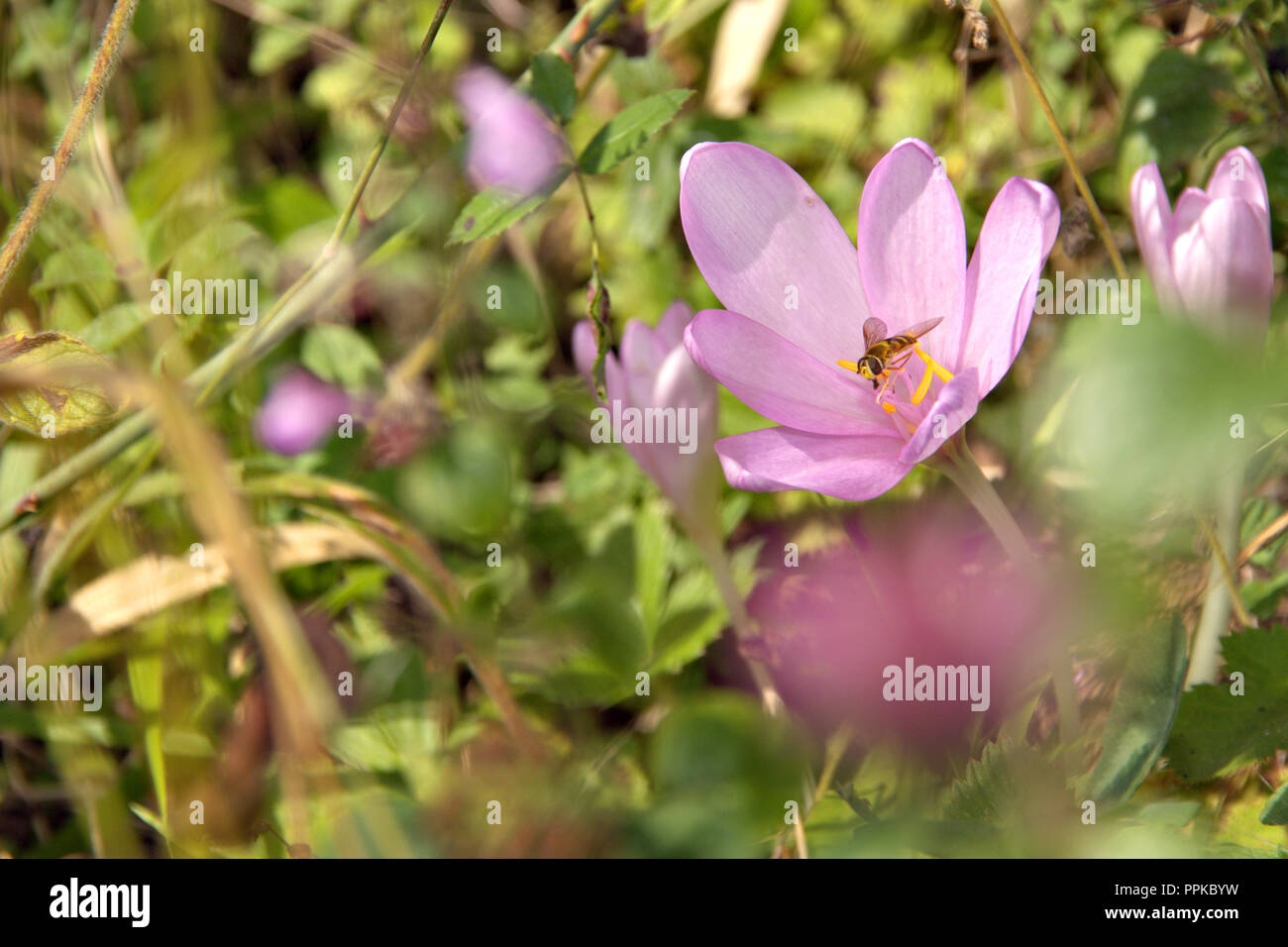 Macro focused meadow saffron crocus, wild flowers with green leaf and blurred background, beautiful petals pink colored with insect on her Stock Photo