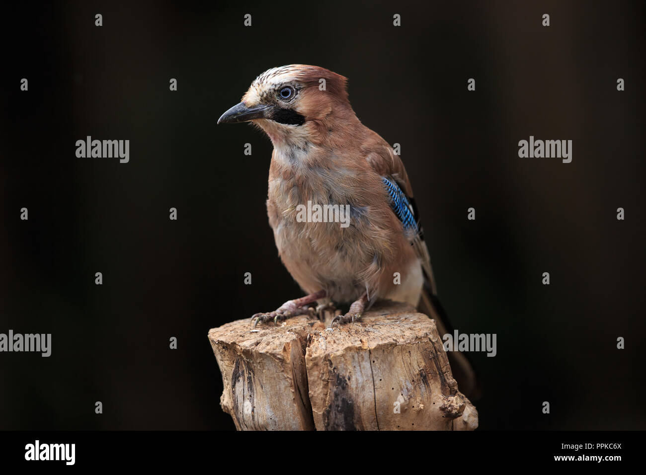 Jay Bird Uk Garden Stock Photos & Jay Bird Uk Garden Stock Images - Alamy