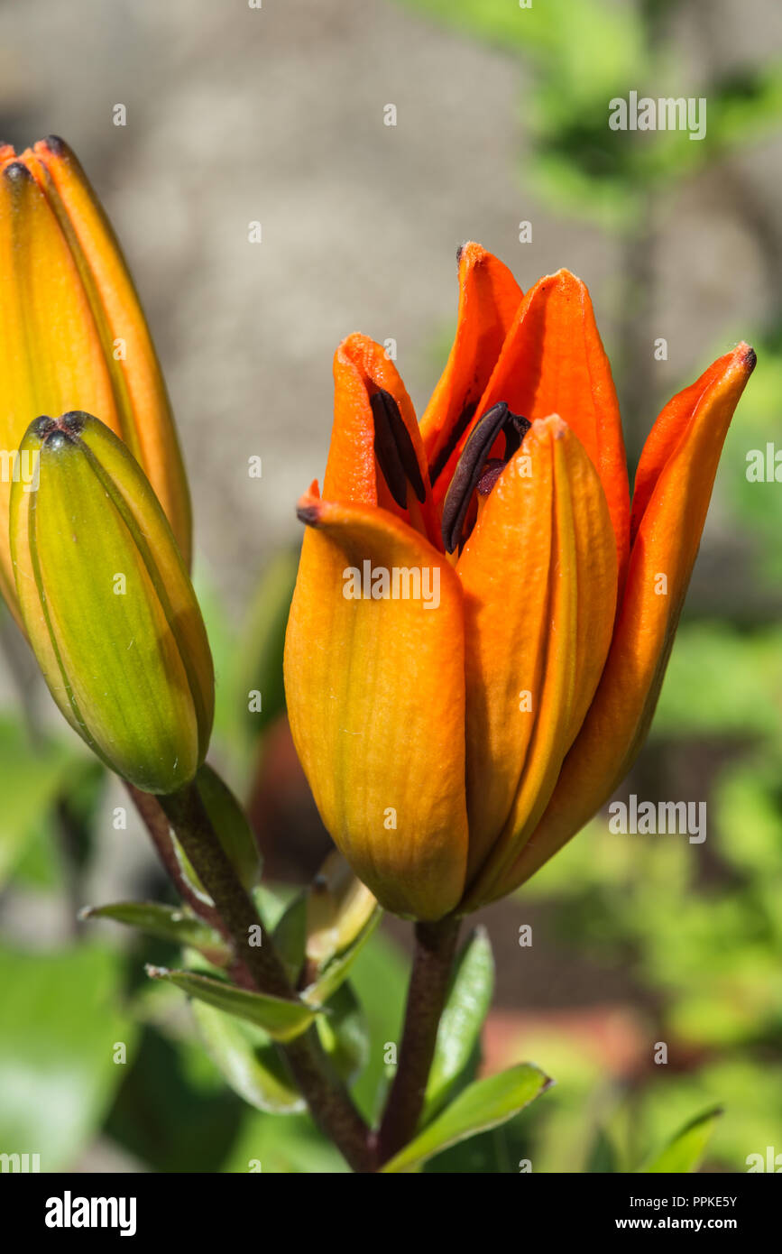 Bright flower buds hires stock photography and images Alamy