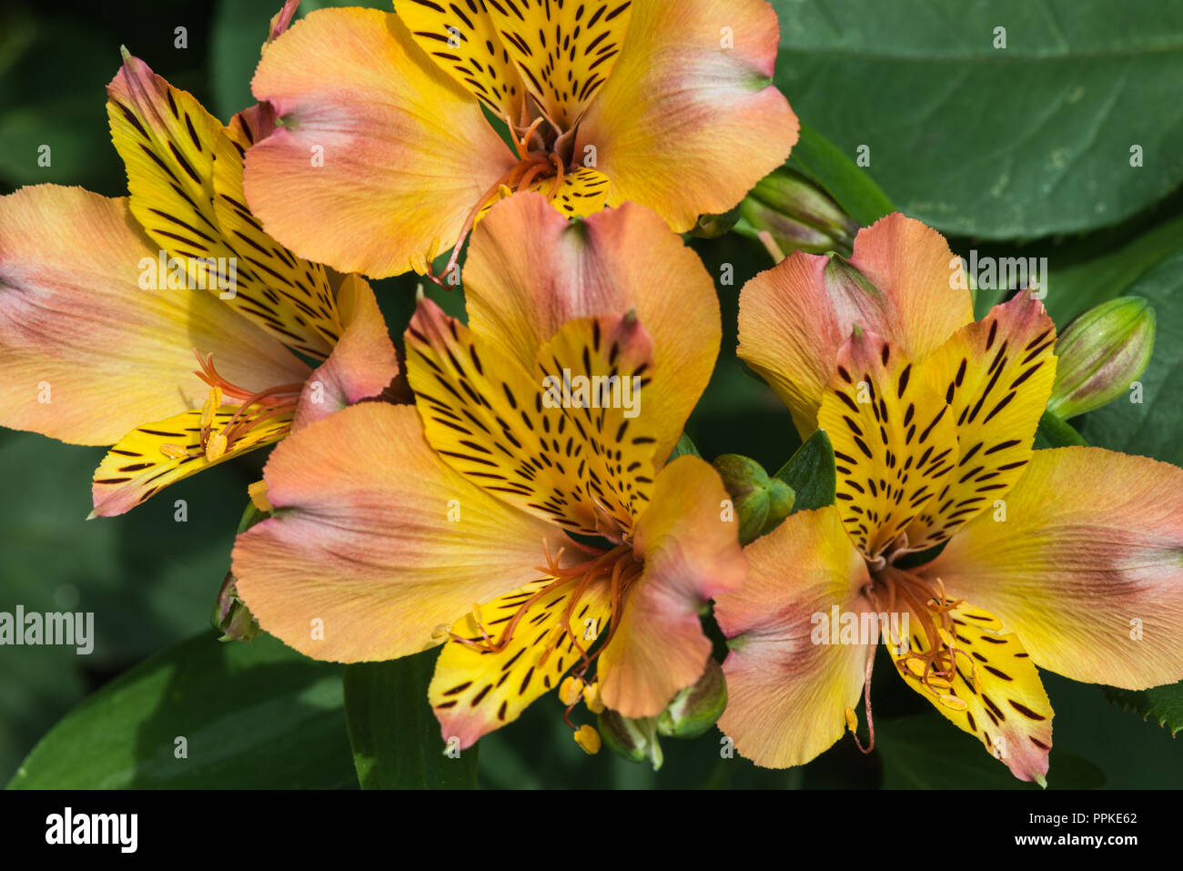 Group of golden, yellow and pink flowers of the tuberous perennial, Alstroemeria or Peruvian Lily in Lancashire, England, UK in the summer garden. Stock Photo